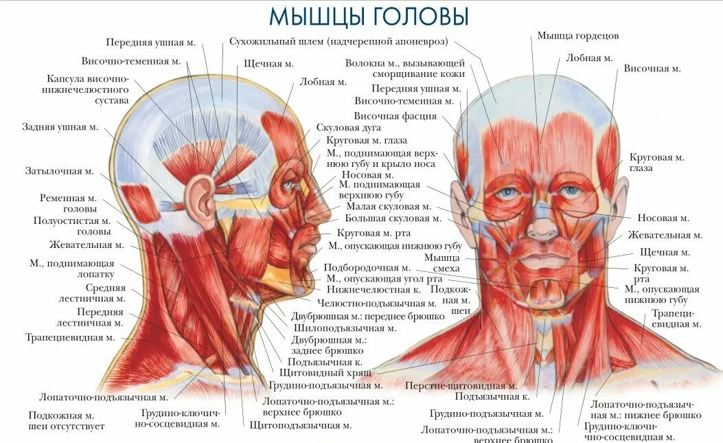 Какие есть головы. Мимические мышцы лица анатомия вид сбоку. мышцы шеи сзади анатомия затылок. мышцы головы вид сбоку. мимические мышцы лица вид спереди.