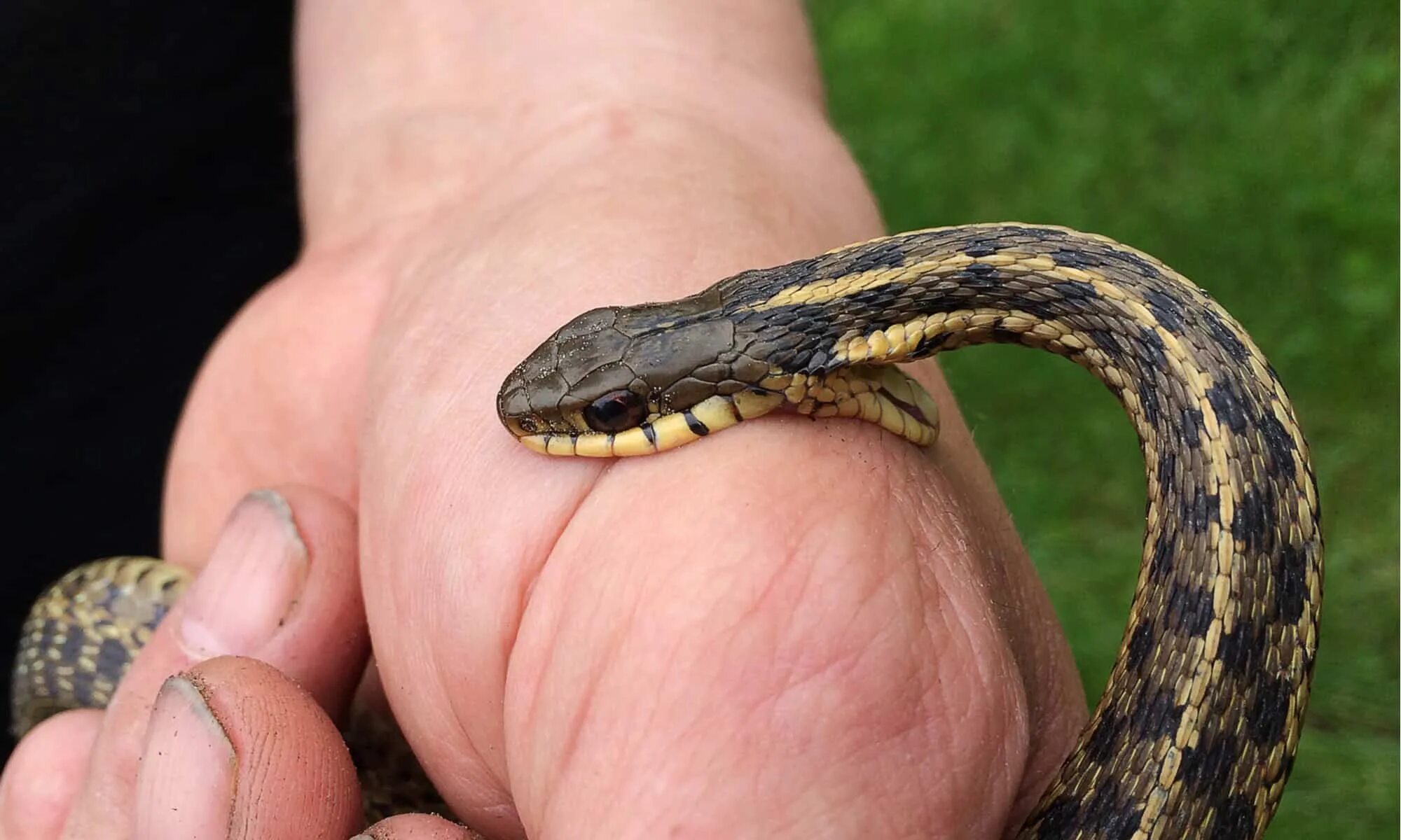 Snake bites. Укус гадюки обыкновенной.