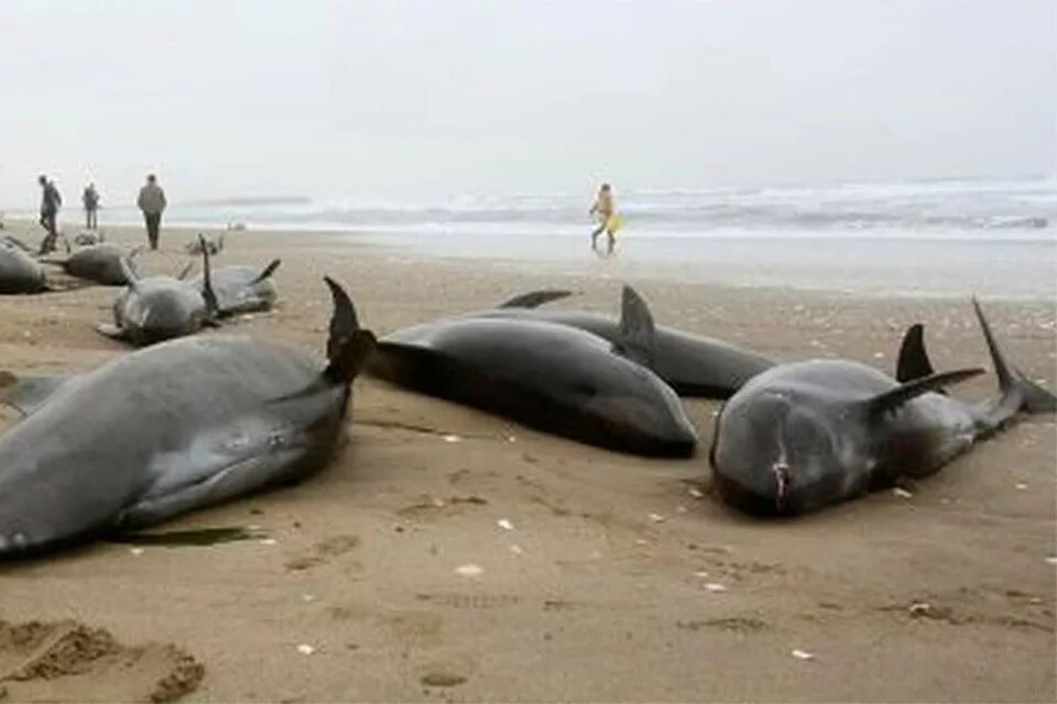 Киты выбрасываются на берег. Дельфины выбрасываются на берег. Киты и дельфины выбрасываются на берег. Массовое выбрасывание китов на берег. Почему киты выбрасываются на берегу