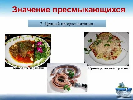 Пресмыкающихся в природе