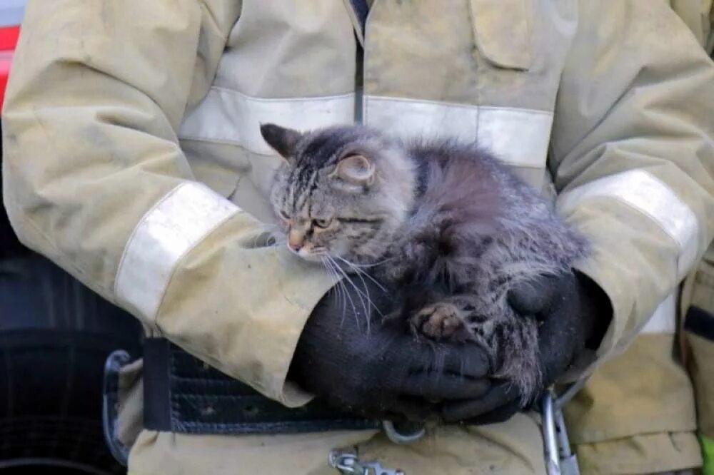 Спасли кота. Кошки спасатели. Пожарный с котенком. Кошечки спасают