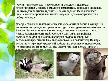 Животные пермского края презентация