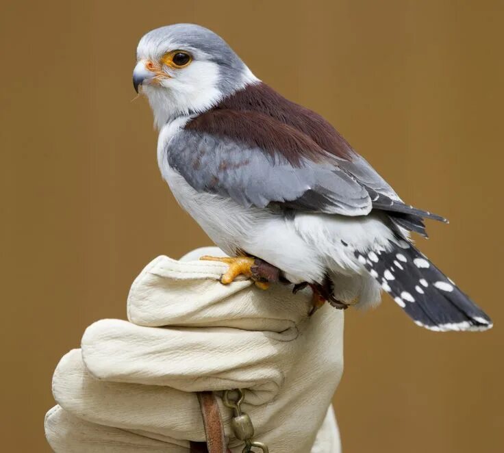 Африканский карликовый сокол. Карликовый сокол мути. Pygmy falcon птица. Сокол пигмей. Африканский карликовый сокол.