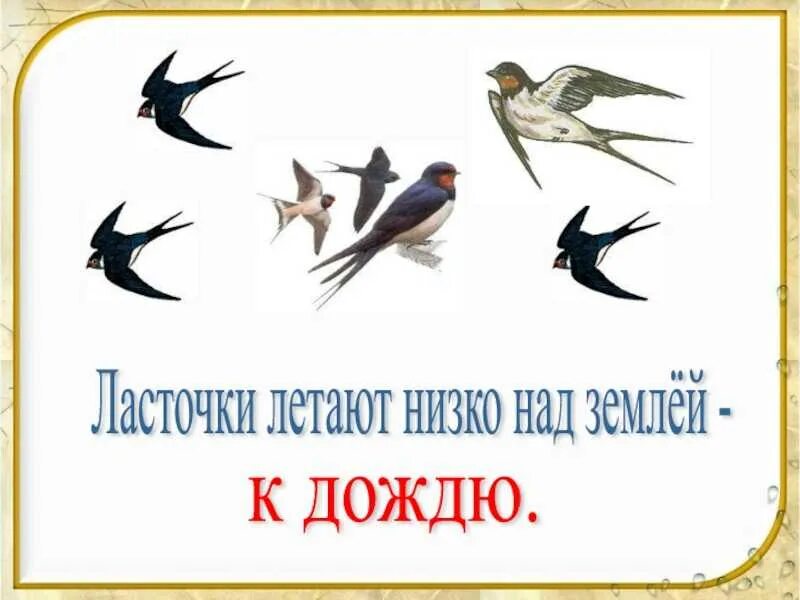 Ласточник летают низко. Ласточки. Ласточки летают. Ласточки летают низко над землей.