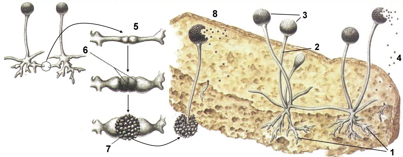 Строение плесневого мукора. Что такое мицелий мукора у грибов. Мукор жизненный цикл. Цикл развития гриба мукора. Цикл развития гриба мукор.