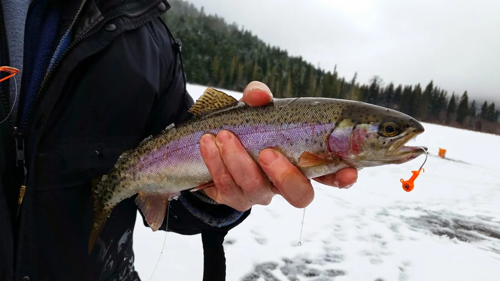 Зимняя рыбалка на форель сабуровщино условия. Зимняя ловля форели. Мормышки для зимней рыбалки на форель. Зимняя рыбалка на форель. Зимняя рыбалка на кумжу.