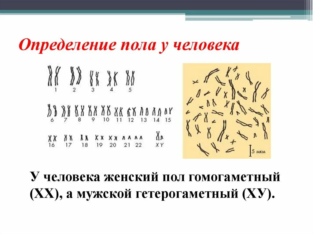 В какой момент определяется пол. Определение пола у человека. Хромосома определяющая пол человека. Как опредилитьтпол человека. Определение пола генетика.