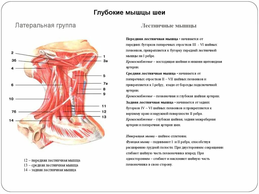 Лестничные мышцы вид сбоку. Передняя лестничная мышца шеи латынь. Мышцы шеи анатомия лестничные мышцы. Глубокие мышцы шеи лестничатая передня.