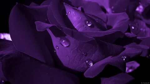 Purple Flowers, Red Roses, Rose Flowers, Dark Flowers, Purple Glass, Purple Rain