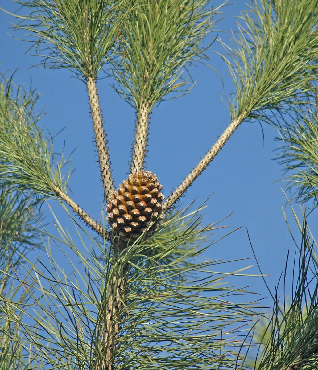 Пиния это. Pinus pinea. Сосна Пинус Пинея. Сосна итальянская Pinus pinea. Сосна итальянская Pinus pinea шишка.