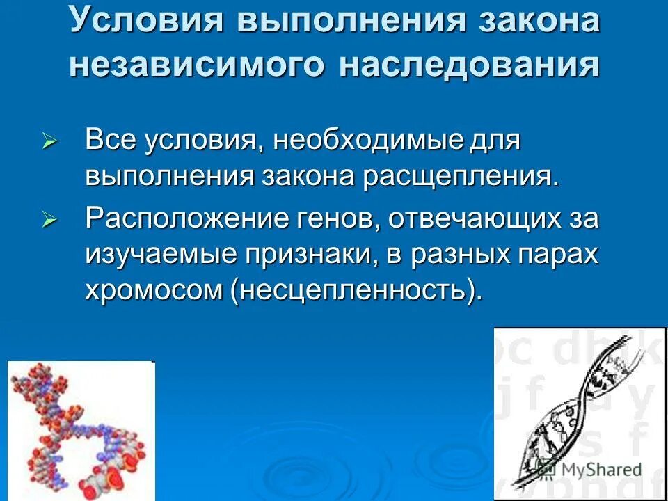 Условия выполнения законов. Условия выполнения закона независимого наследования. независимое наследование признаков условия. при независимом наследовании признаков. условия исполнения законов.