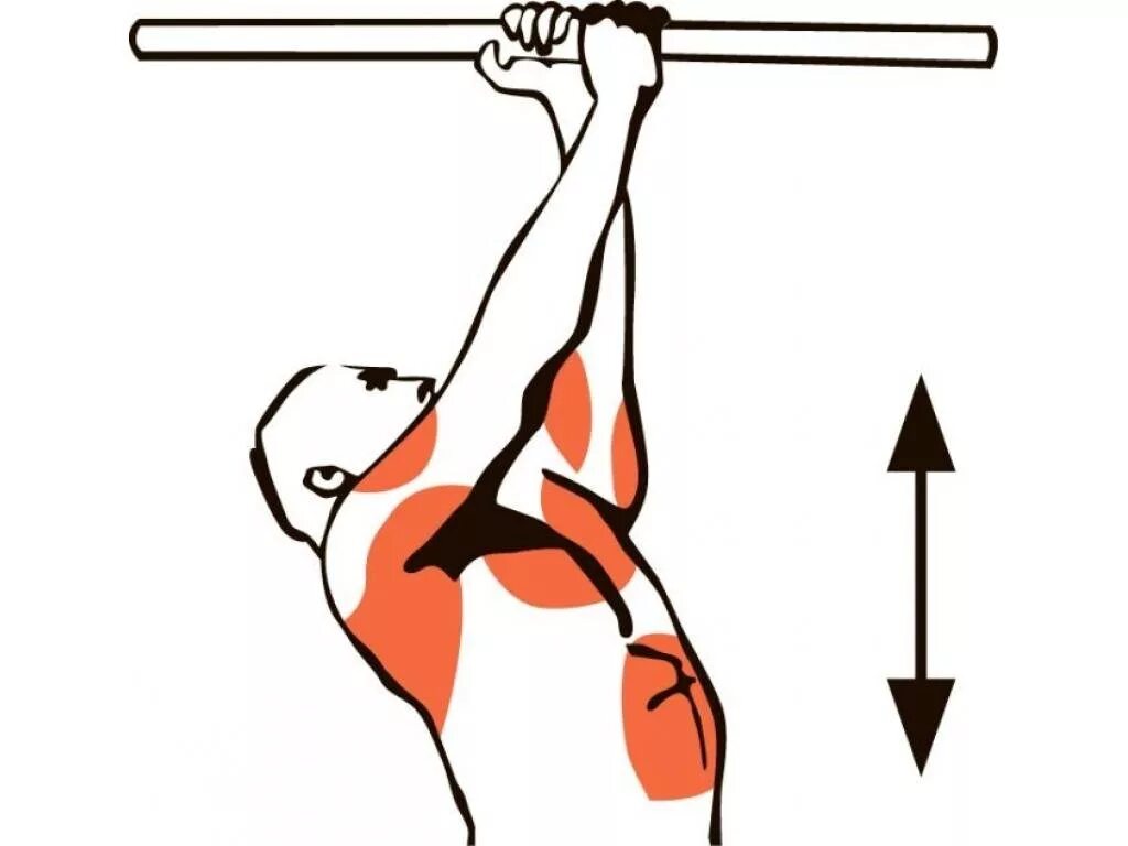 Что дает подтягивание. Подтягивания супинированным хватом. Подтягивания параллельным хватом мышцы. Подтягивания на турнике разнохватом. Подтягивания узким хватом мышцы.