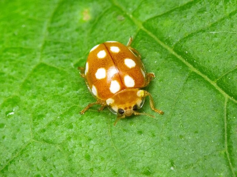 Похожая на божью коровку. Двенадцатиточечная Божья коровка (Coleomegilla maculata). Божья коровка Sospita. Божья коровка желтая с белыми точками. Желтая Божья коровка двенадцатиточечная.