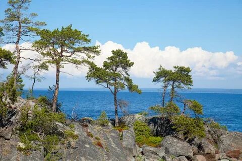 Растительный мир белого моря