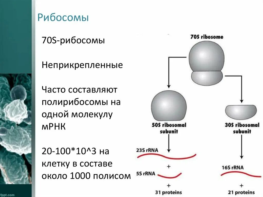 Взаимосвязь ядра и рибосом. Строение малой субъединицы рибосомы. 80 S рибосомы эукариот. Рибосомы у прокариот 70s. Строение рибосом биохимия.