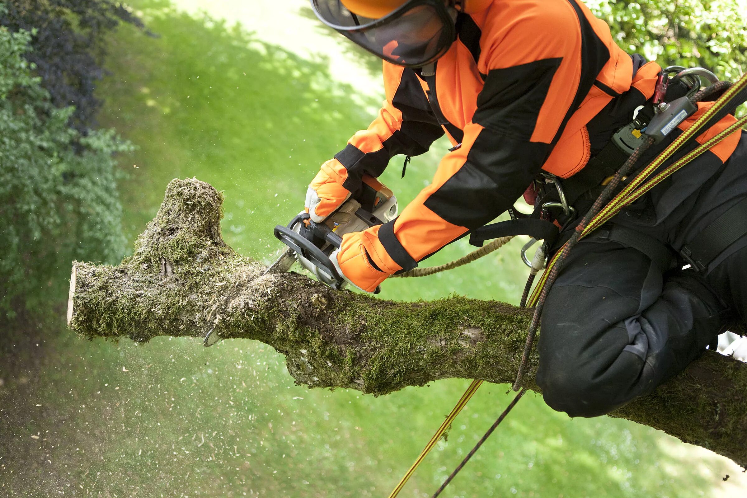 Спил дерева. Валка деревьев. Спиленное дерево. Спил дерева в городе. Срезанное дерево.