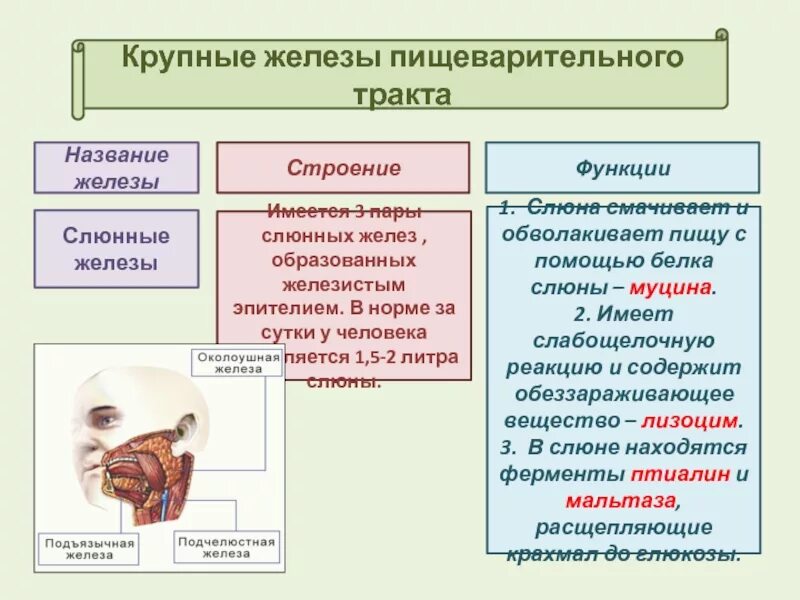 Таблица по пищеварению 8 класс биология. Функции слюнных желез кратко. Слюнные железы строение расположение функции. Строение слюнных желез биология 8 класс. Характеристика строения и функции слюнных желез.