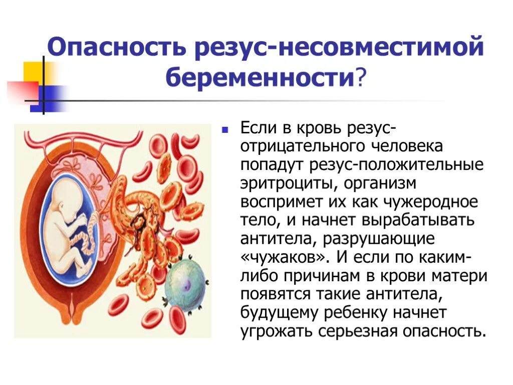 Резус положительный и резус отрицательный. Отрицательный резус при первой беременности. Резус-фактор крови отрицательный. Группа крови резус отрицательный.