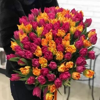 Тюльпаны новороссийск