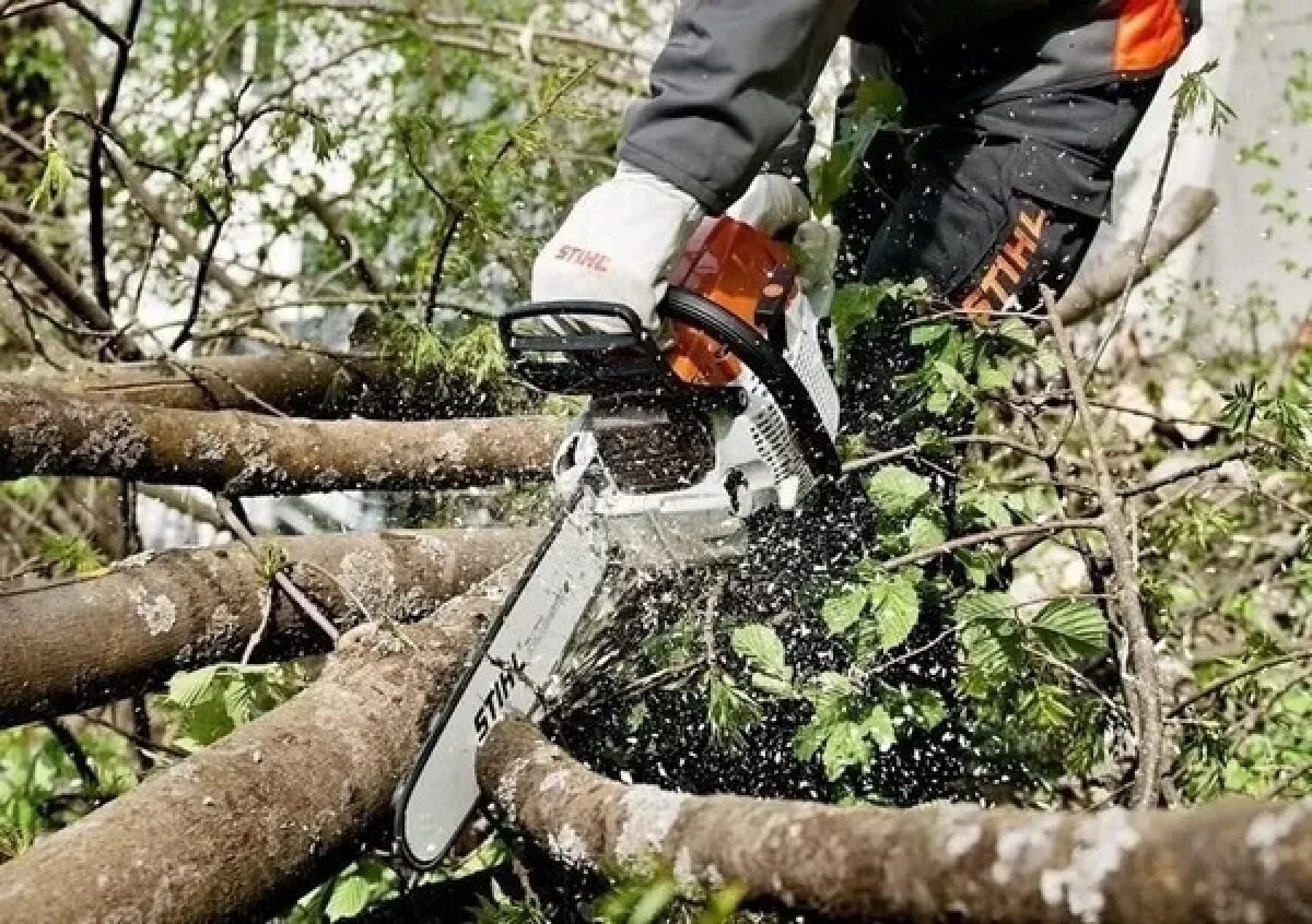 Расчистка кустарника и мелколесья. Stihl MS 341. Спил деревьев бензопилой штиль. Stihl 261. Вырубка кустарников покос травы.