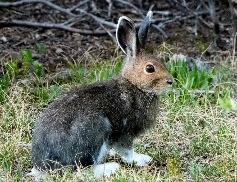 Американский Беляк. Заяц-Русак. Lepus americanus. Американский заяц Русак. Зайцы в костроме фигуры