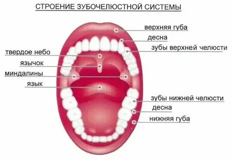 Типы строения органа