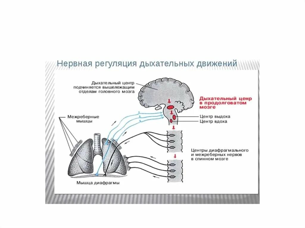 Центр произвольных дыхательных движений. Центр регуляции выдоха схема. Схема по регуляции дыхания. Регуляция дыхания дыхательный центр. Дыхательные центры физиология схема.