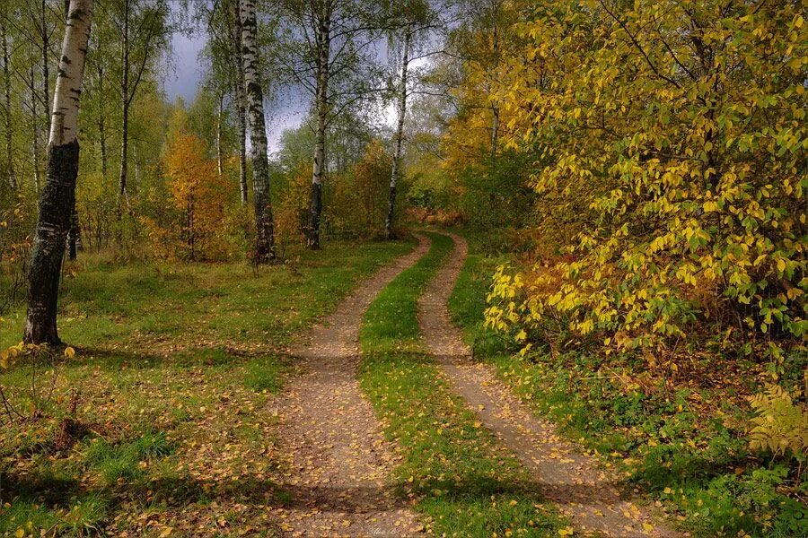 Солнечная тропинка в лесу. Осенний лес. Лес осенью. Тропинка в осеннем лесу. Осенняя аллея.