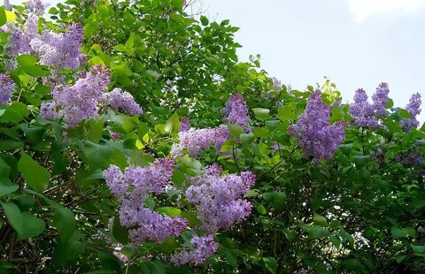 Куст сирени полностью