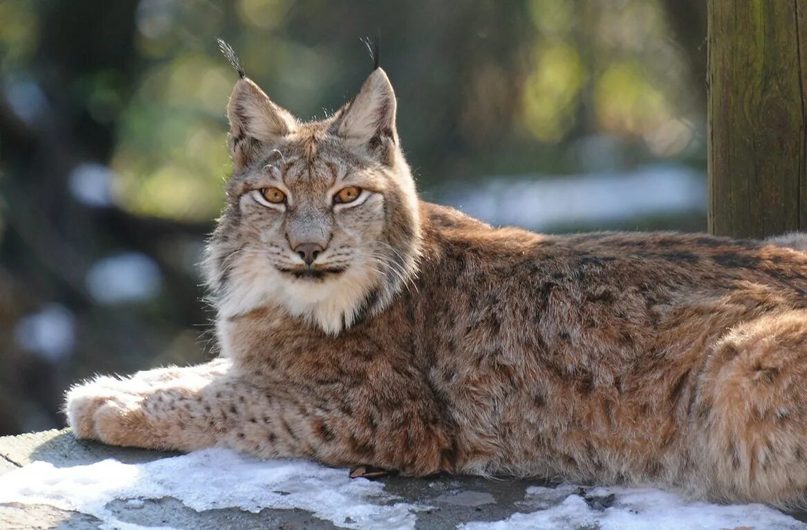 Рысь в беласовке. Беловежская пуща Рысь. Рысь Линкс. Обыкновенная Рысь Lynx Lynx. Туркестанская Рысь.