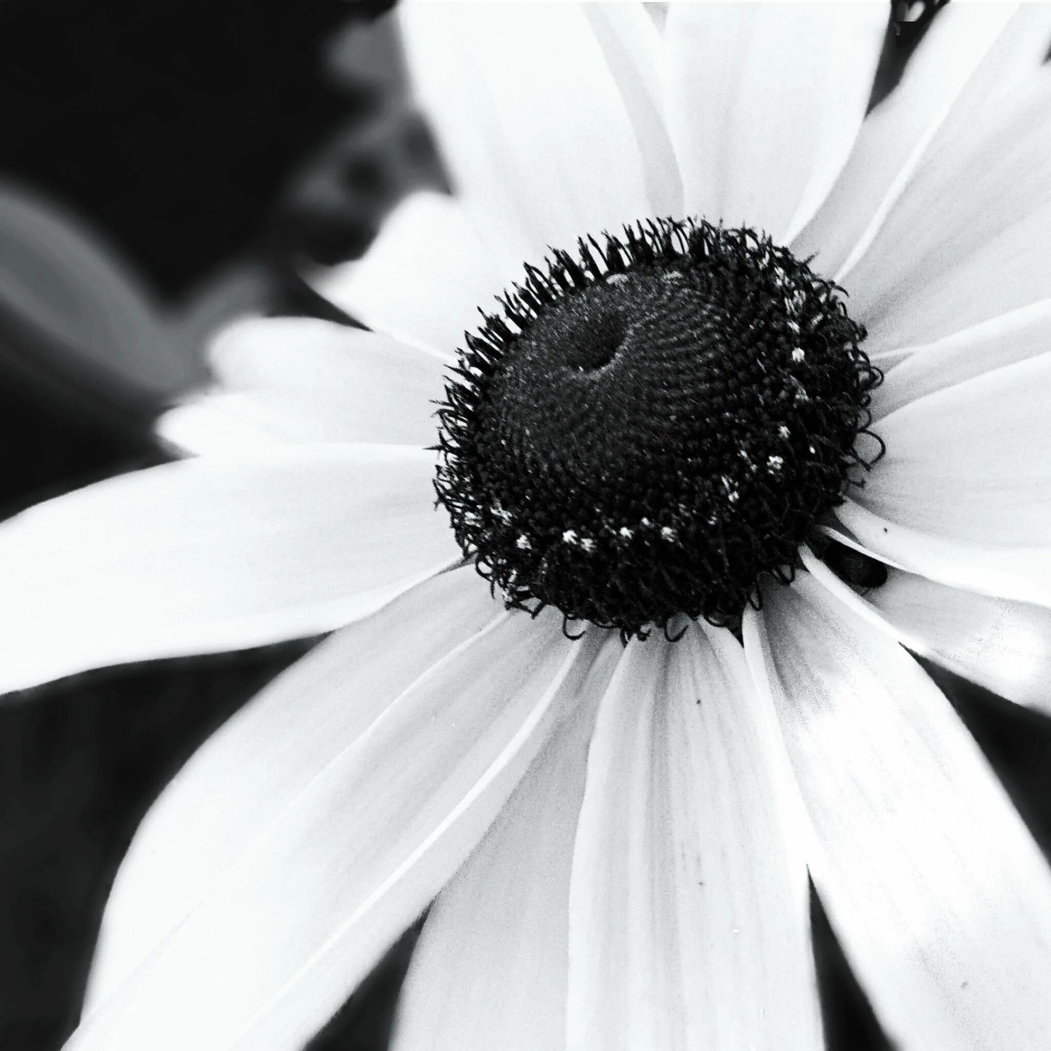 Черно белый цвет. Цветы в черно белом цвете. Черное белое. Картинки на рабочий стол черно белые.