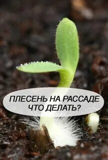 Плесень на рассаде