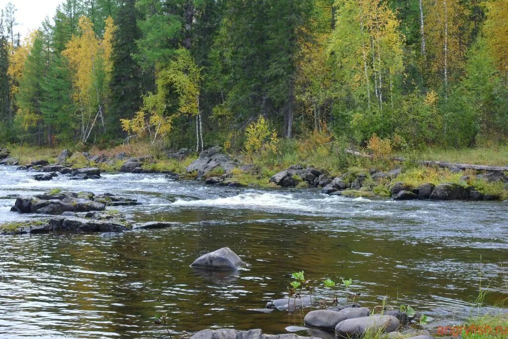 Левый приток енисея. Лев приток енисея 6 букв. Лев приток енисея 6 букв. Манский плес утес. Река енисей исток приток.