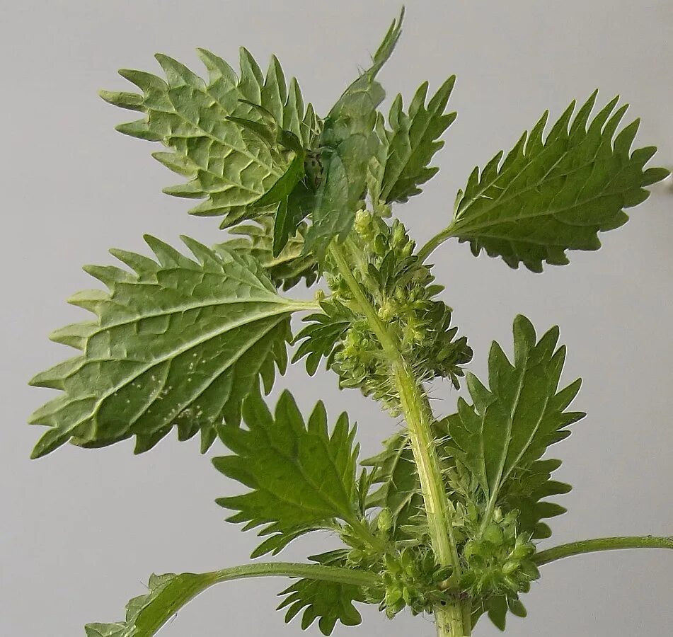 Крапива жгучая (Urtica urens). Крапива жгучая (Urtica urens l.). Крапива (Urtica dioica). Крапивы двудомной Плантариум.