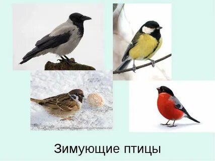 Зимующие птицы с нетерпением ожидают