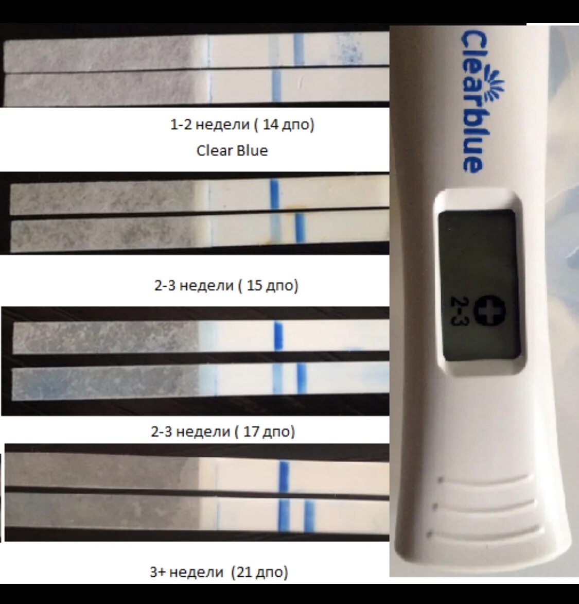 Электронный тест на беременность результаты. Тест клеар Блю электронный разобранный. Тест клеар Блю 3+. Разобранный тест клеар Блю. Clearblue разобранный тест три полоски.