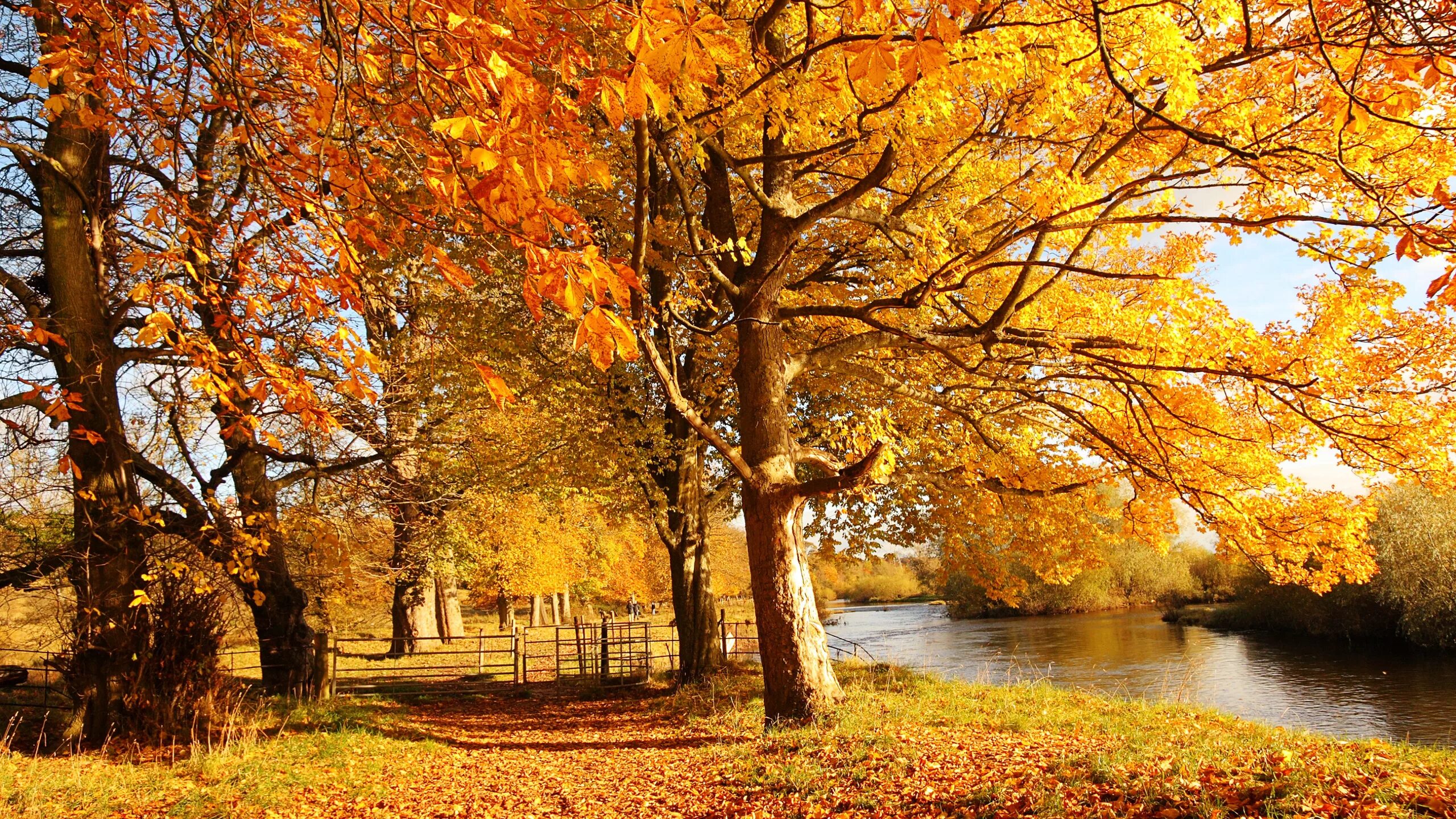 Осень. Осенняя природа. Золотая осень. Природа осень. Красивая осень время