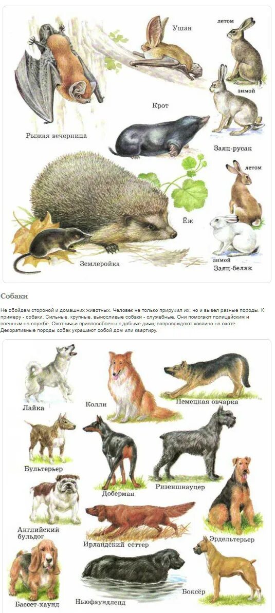 Зеленые страницы 3 класс виды животных окружающий