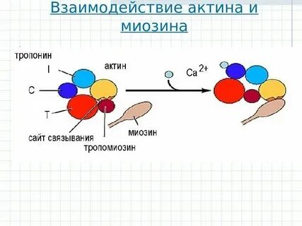 Взаимодействие актина и миозина