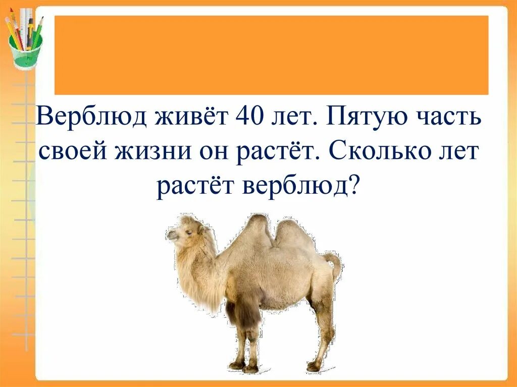 Лет живет верблюд. Задачи на нахождение доли числа. Задача про верблюдов. Задания про верблюда. Задачи на нахождение числа по доле.