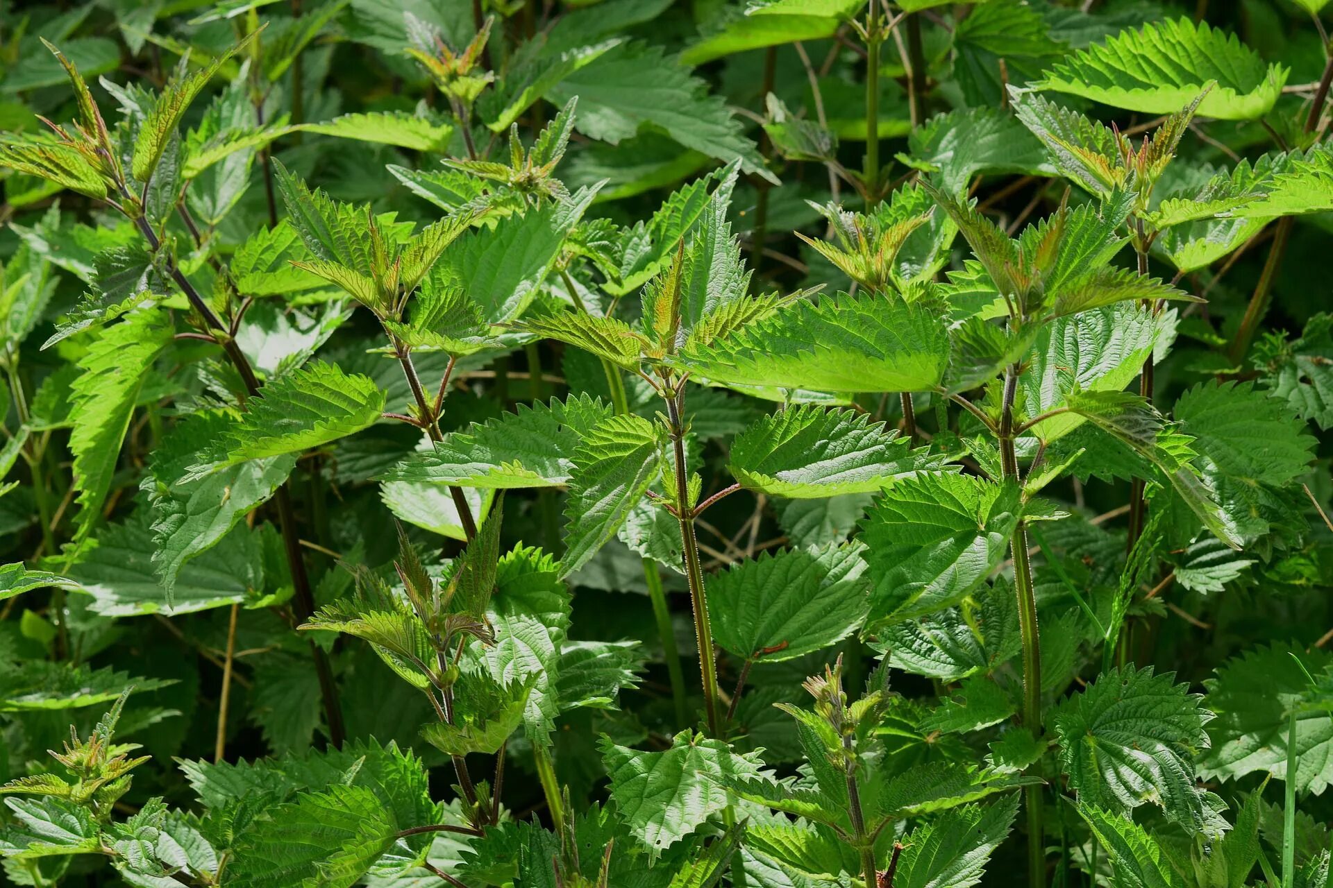 Крапива в природе. Крапива двудомная. Крапива двудомная (Urtica dioica). Крапива двудомная сорные растения. Крапива Луговая.