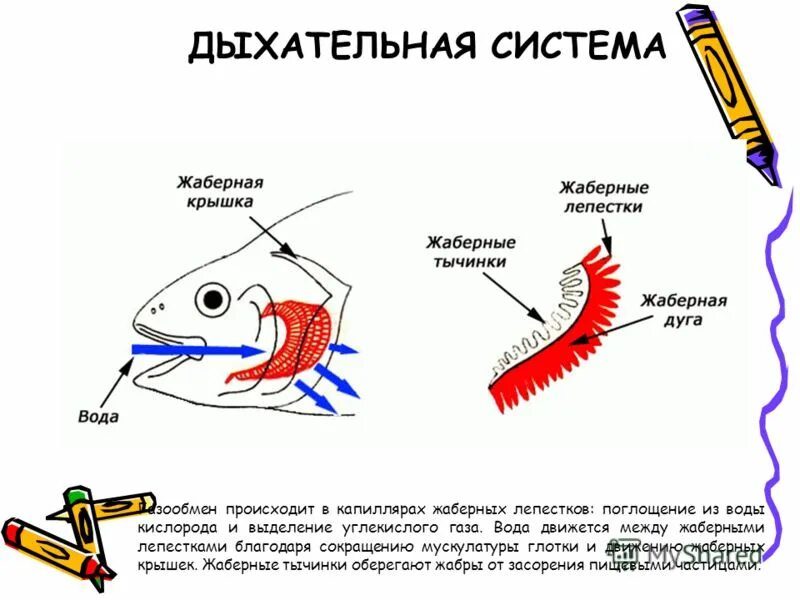 Дыхательная система система рыб. Дыхательная система рыб 7 класс биология. Органы дыхания рыб 2 класс. Строение жаберной дуги. Дыхание рыб в воде