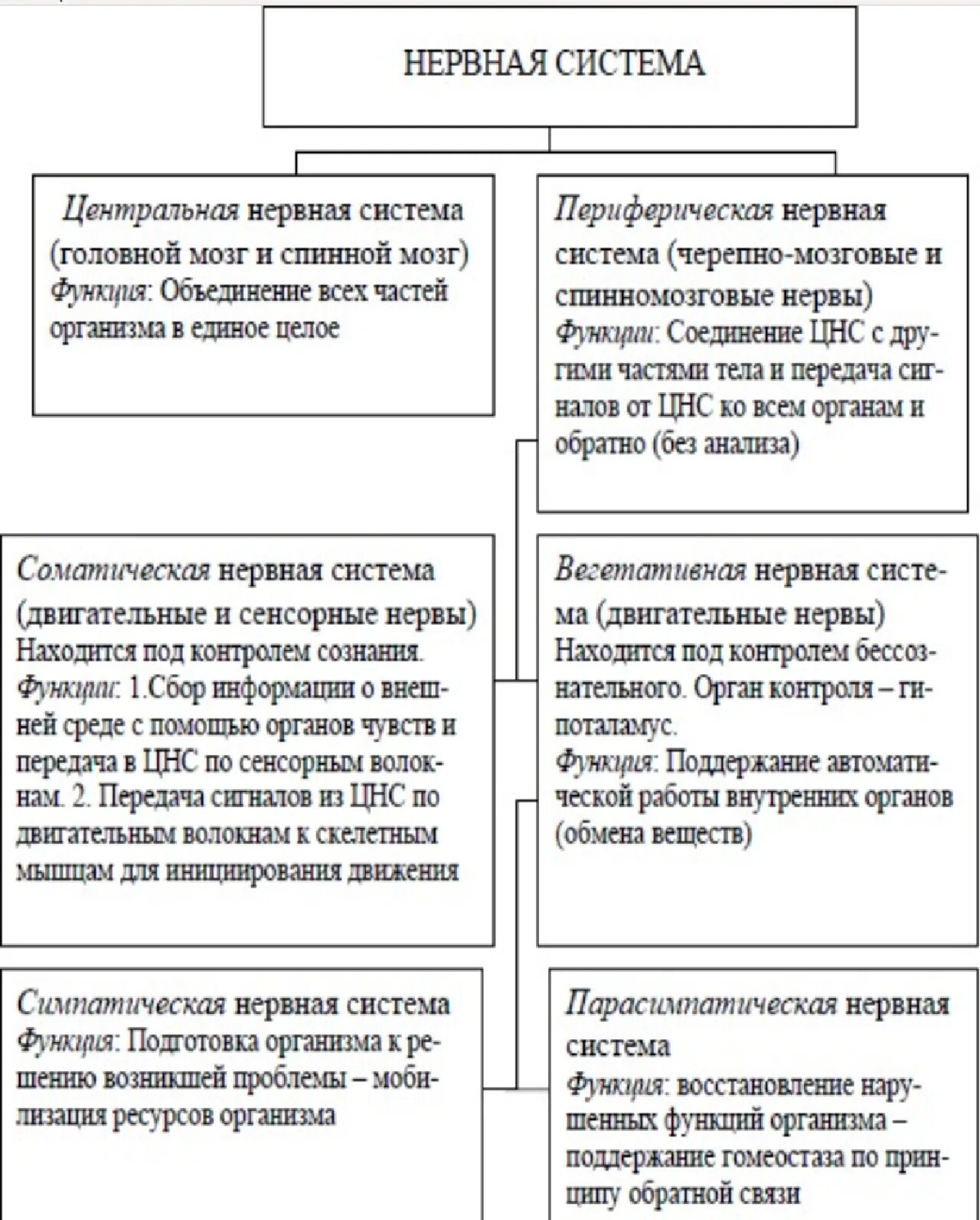 Соподчинение структур нервной системы. Общая характеристика и функции нервной системы. ее отделы. строение и функции отделов нервной системы таблица. отделы центральной нервной системы и их функции. строение центральной и периферической нервной системы таблица.
