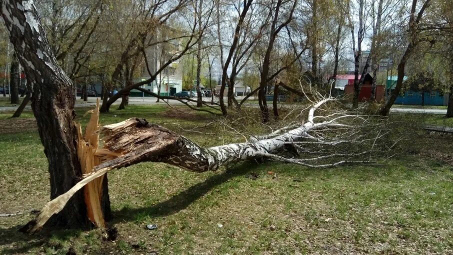 Сломанное дерево. Ветер сломал дерево. Выломанное ветромдерево. Сломанное дерево от ветра.