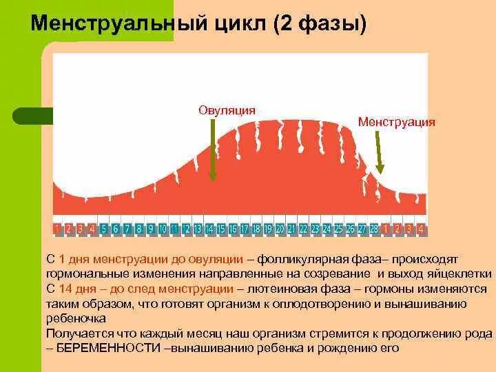 Второй цикл после