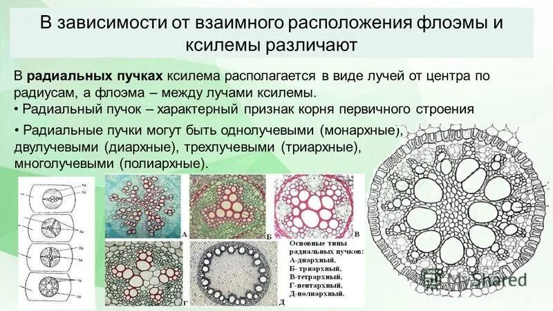 Какими клетками образованы проводящие пучки листа. Какими клетками образованы проводящие пучки листа