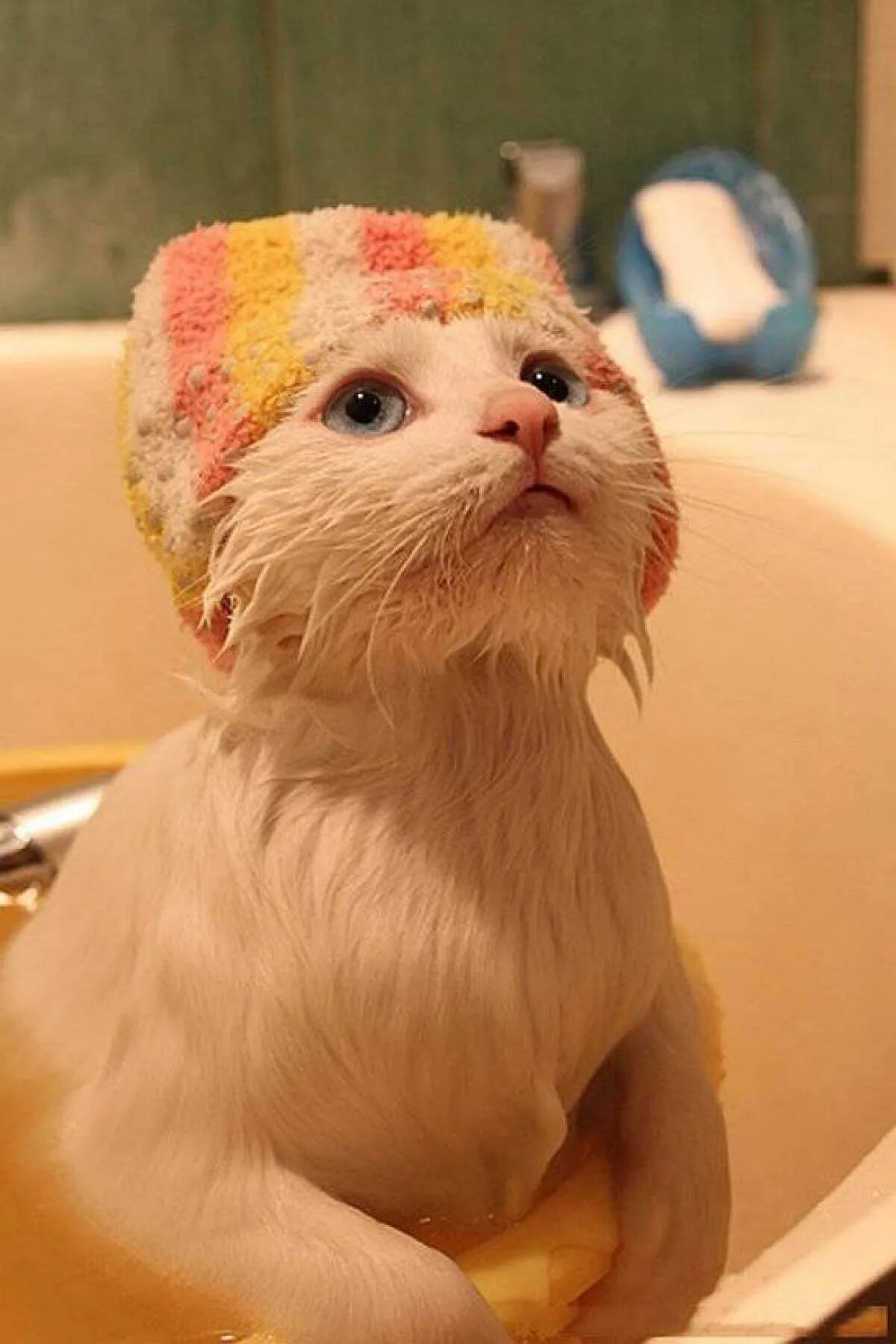 Мокрая кошка. Котик в ванной. Мокрые коты. Шапочка для купания кота. Кот после купания