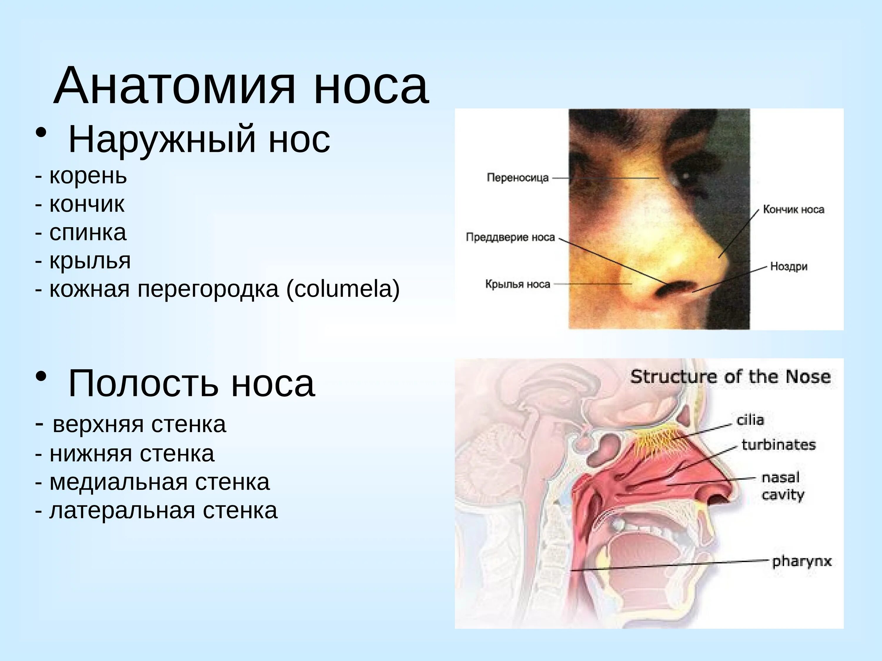 Строение наружного носа анатомия. Наружный нос носовая полость строение. Нос строение анатомия внутренние. Нос строение анатомия внутри.