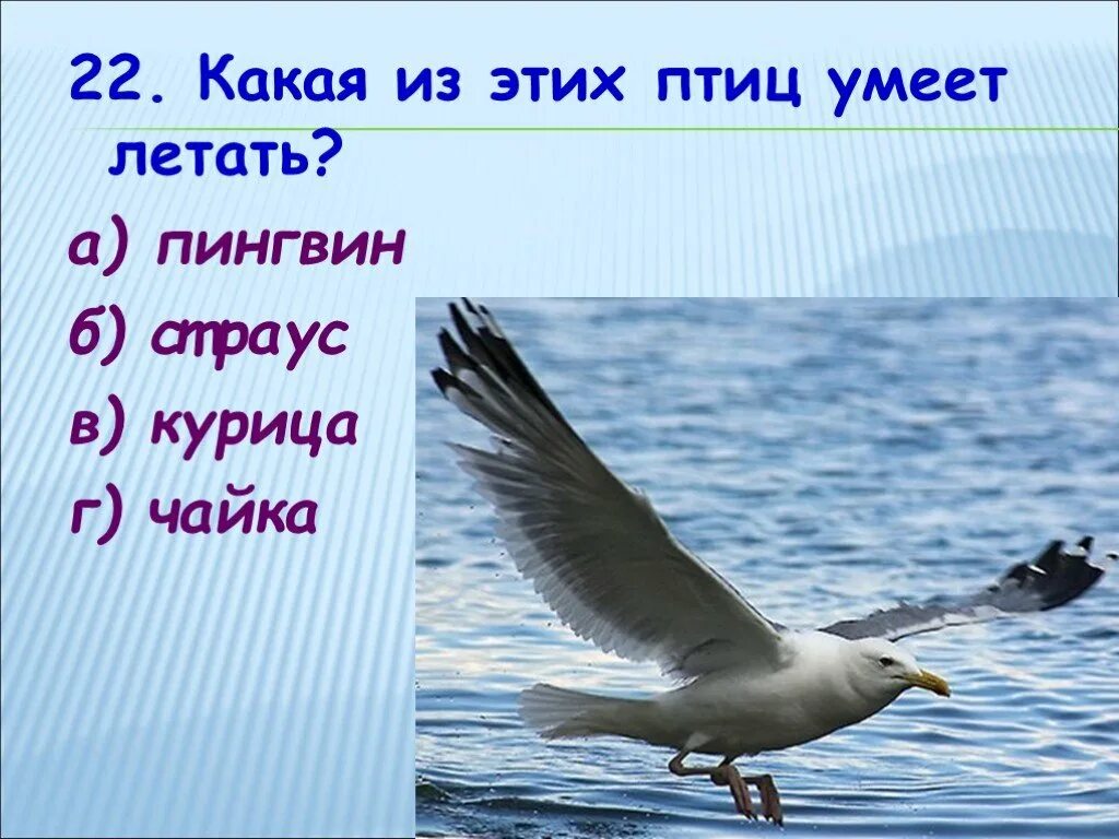 Птицы которые не летают. Какие птицы умеют летать. Название птиц которые летают. Рисунки птиц которые не летают.