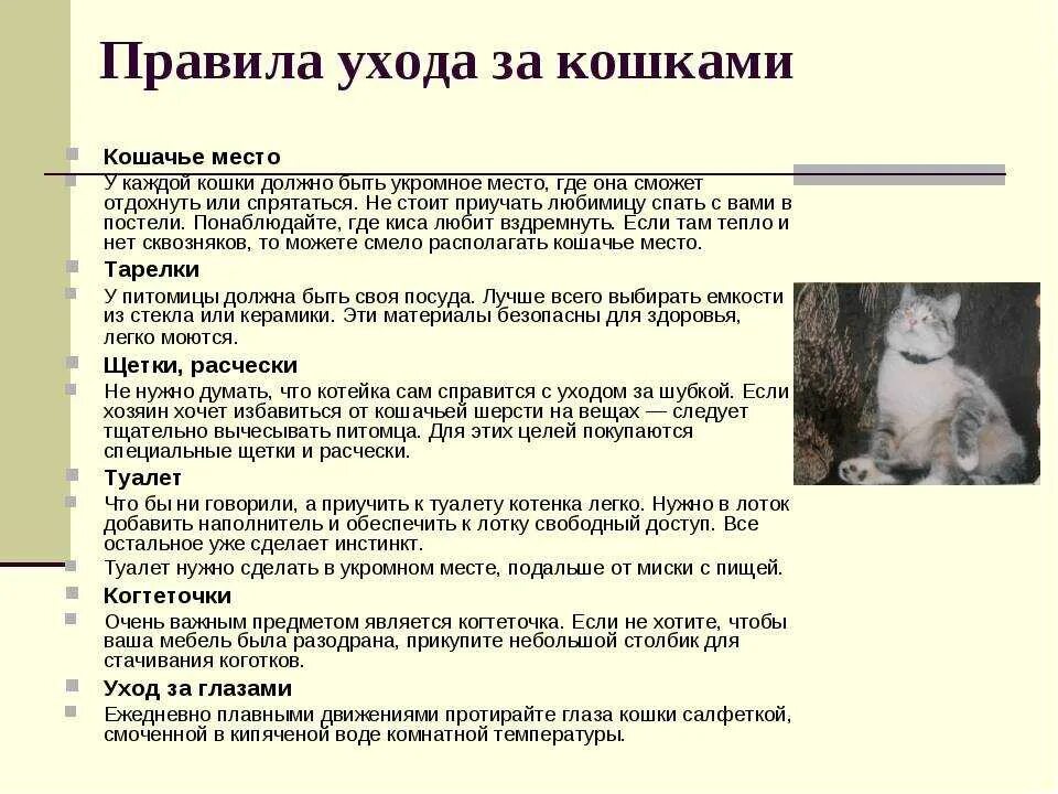 Содержание кота